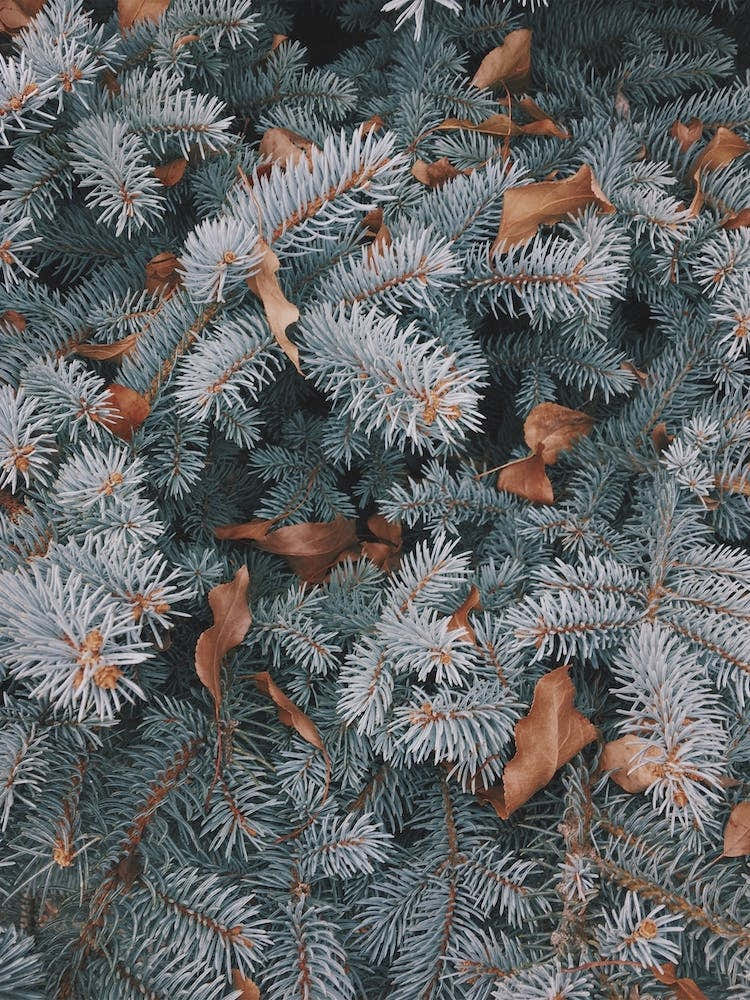 Blue Spruce Pine Tree