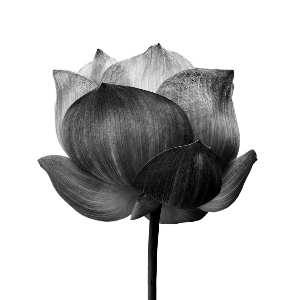 Lotus Flower 1