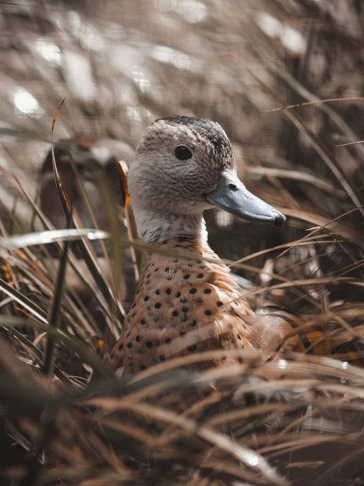 Duck In The Reeds