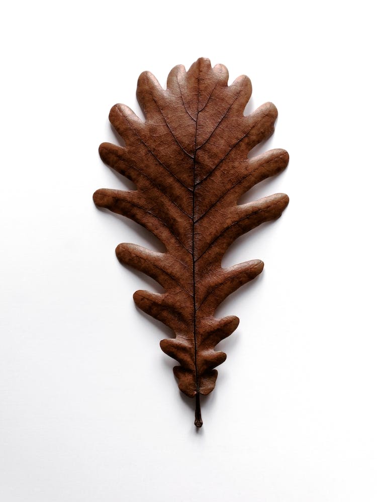 Shapes Grafic Oak Leaf