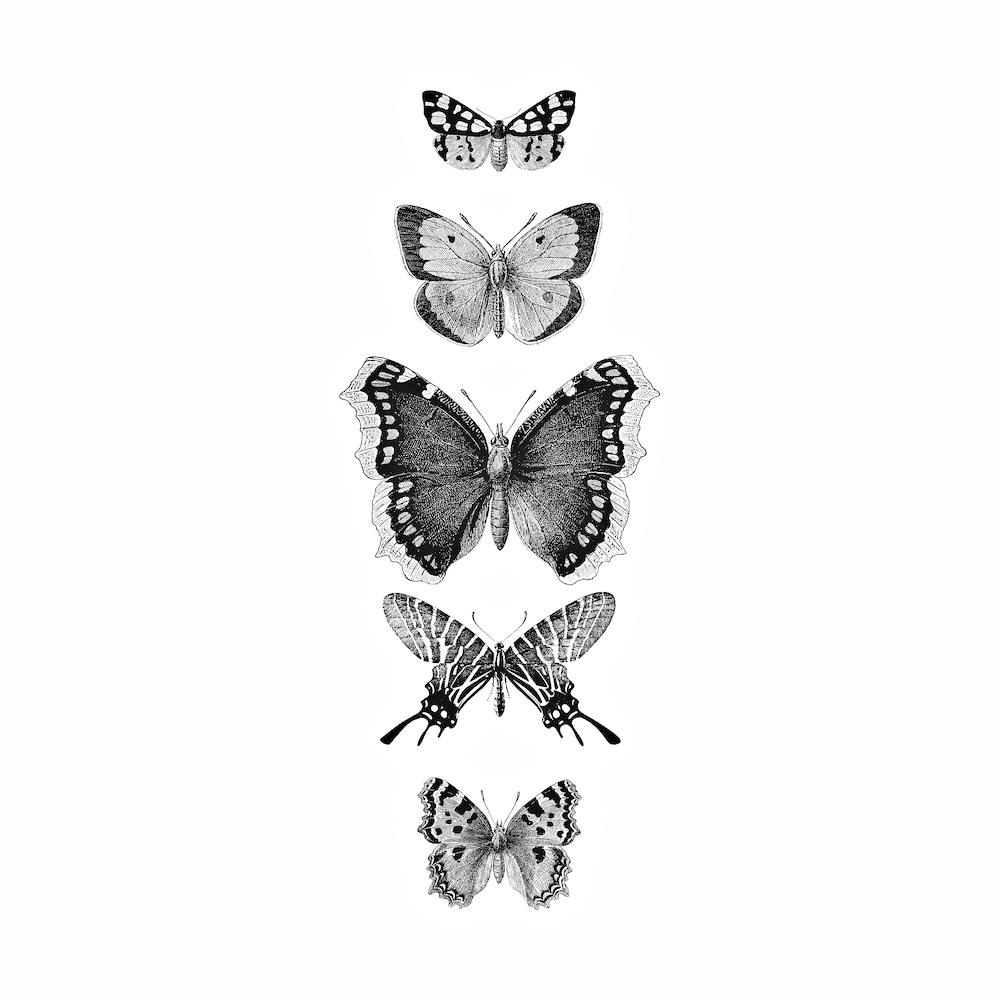 Inked Butterflies Bw Square