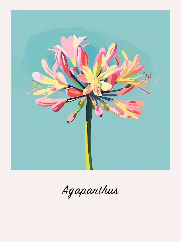 Agapanthus 3 Square Flower Illustration Poster