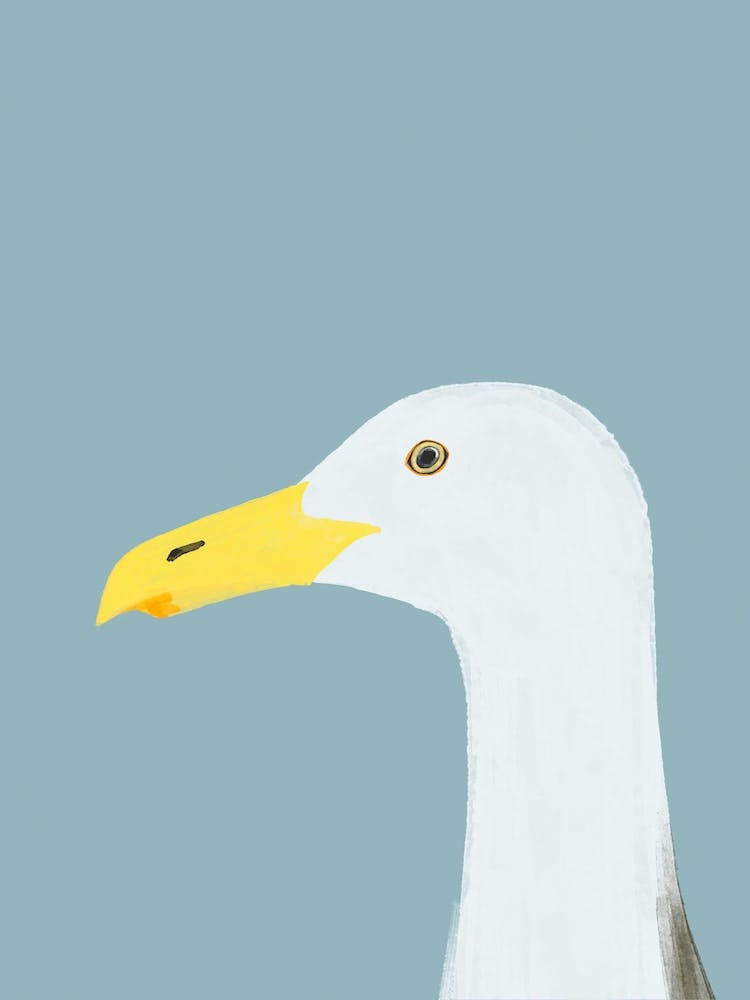 Seagull