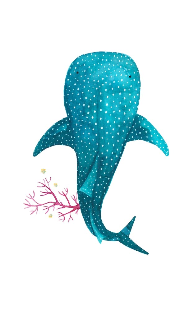 Whale Shark With Corals