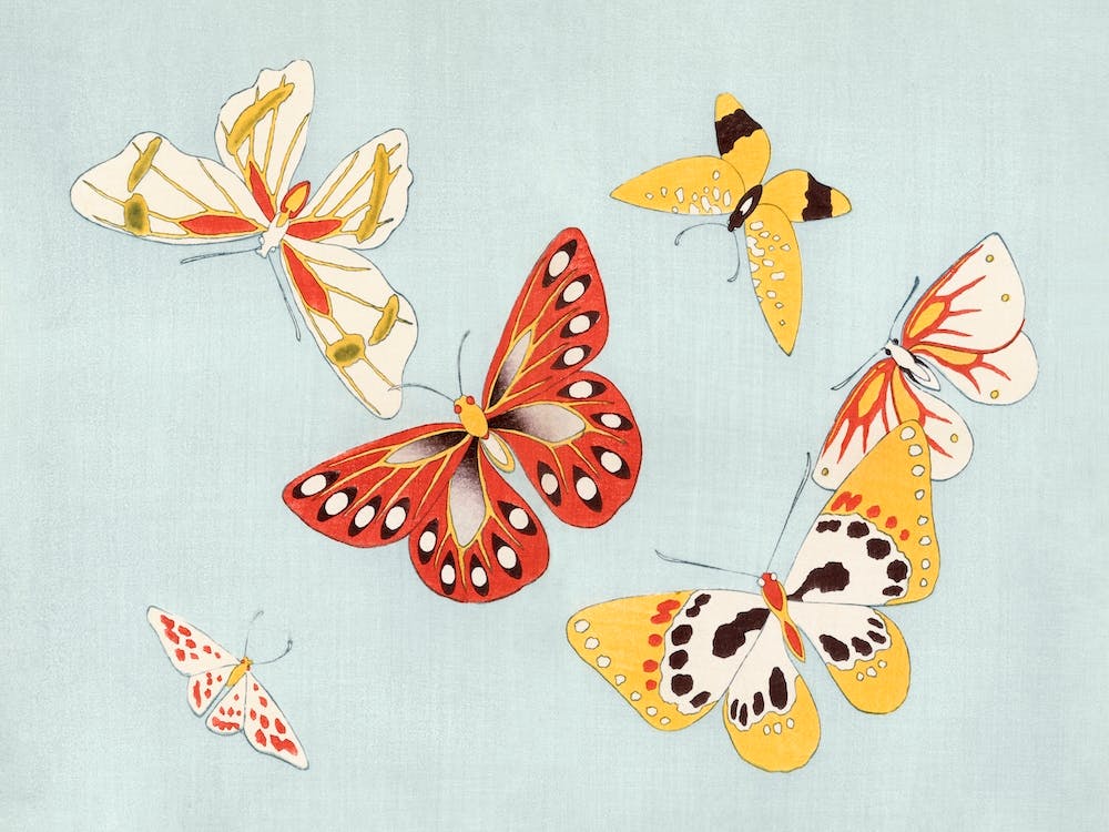 Papillon Japonais, Kamisaka Sekka 1