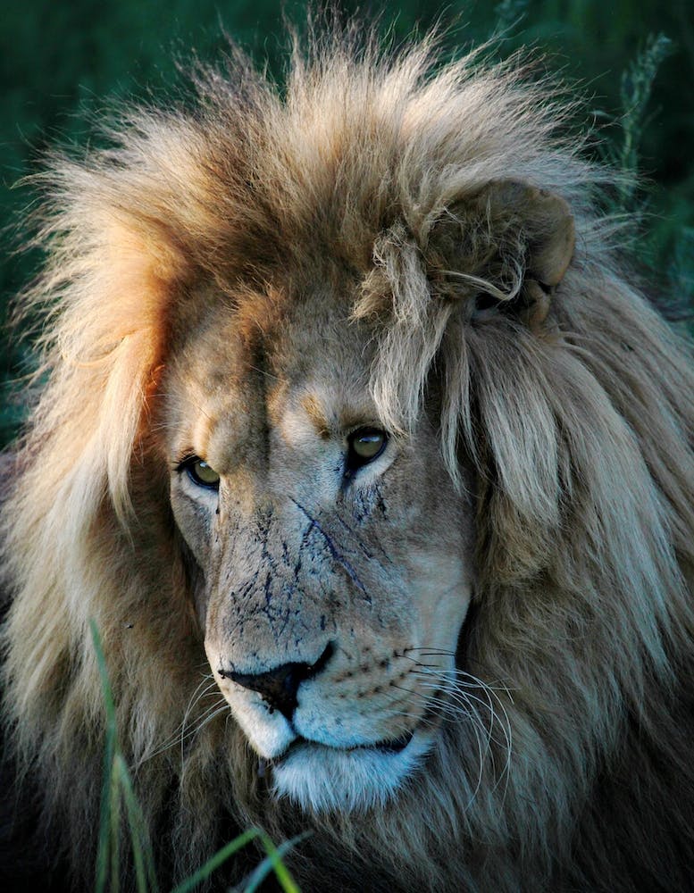 Lion Portrait Color