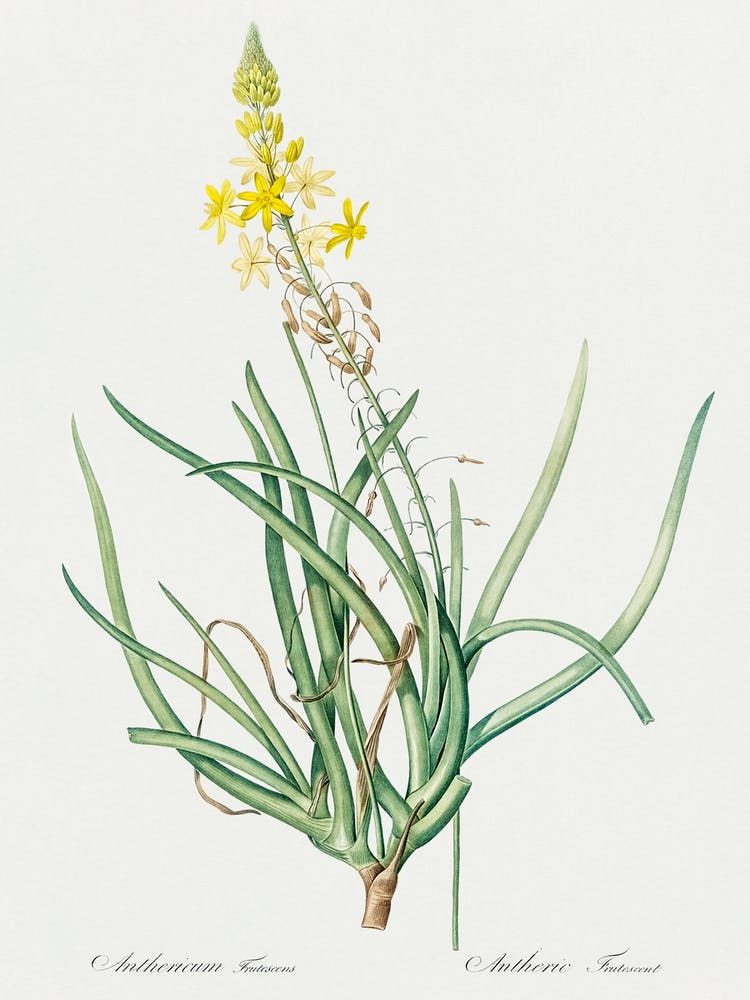 Stalked Bulbine Illustration From Les Liliacées (1805), Pierre Joseph Redoute