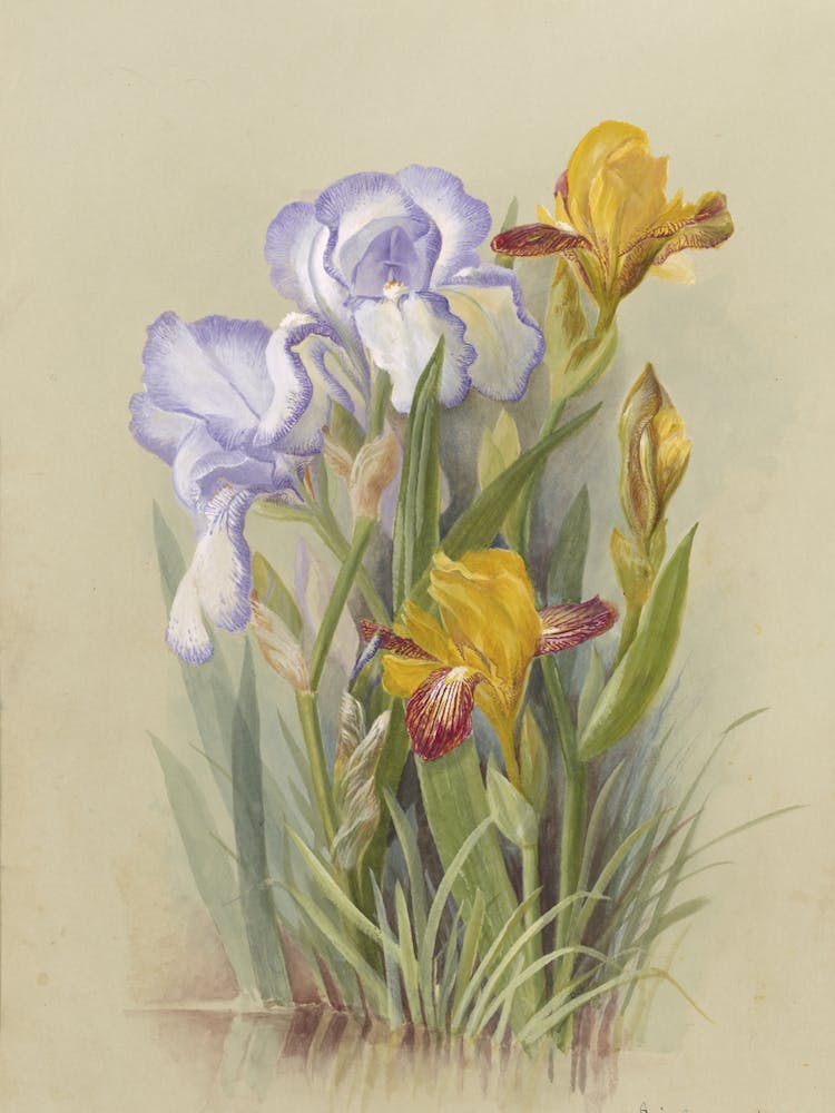 Iris und Lilien