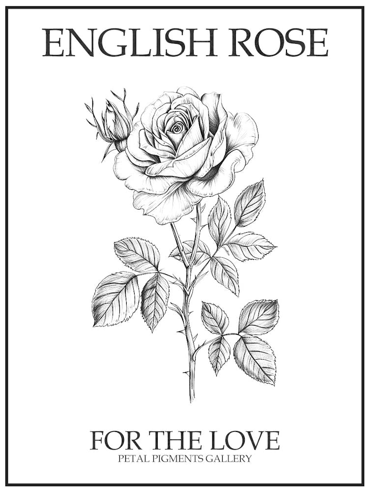 English Rose Black And White Line Drawing 25 Poster