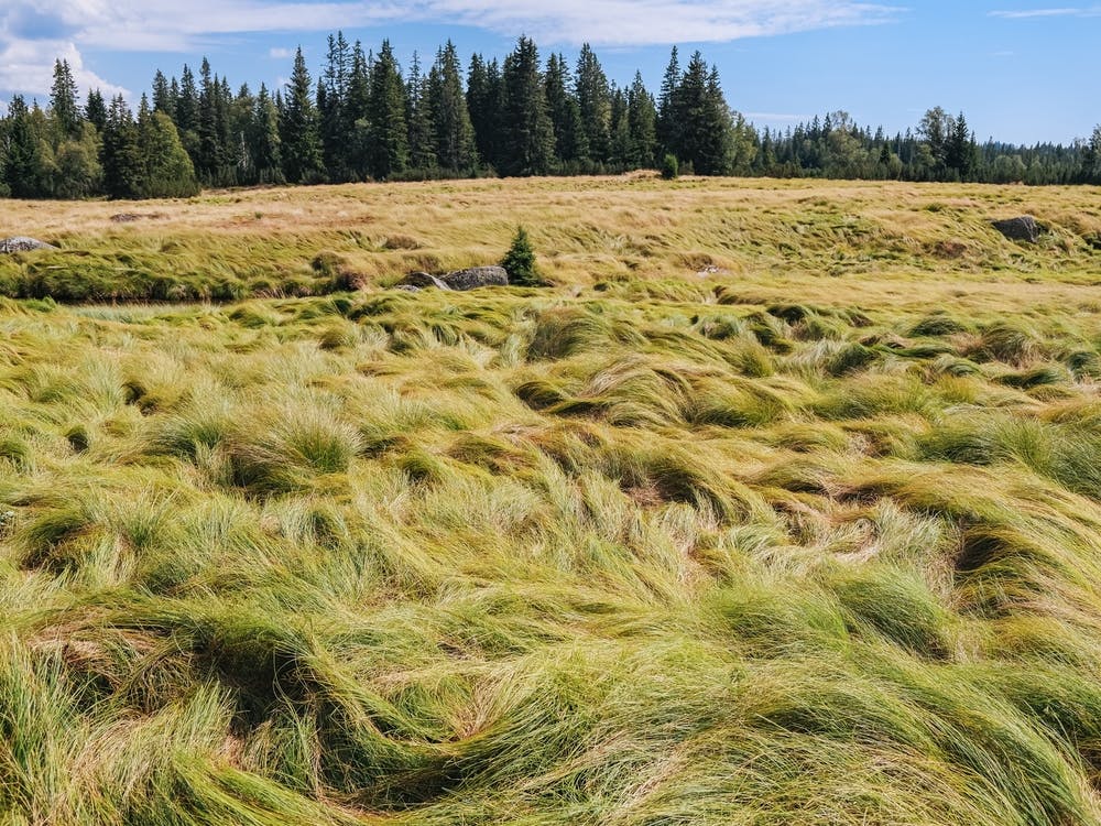 Grass hairs and nature