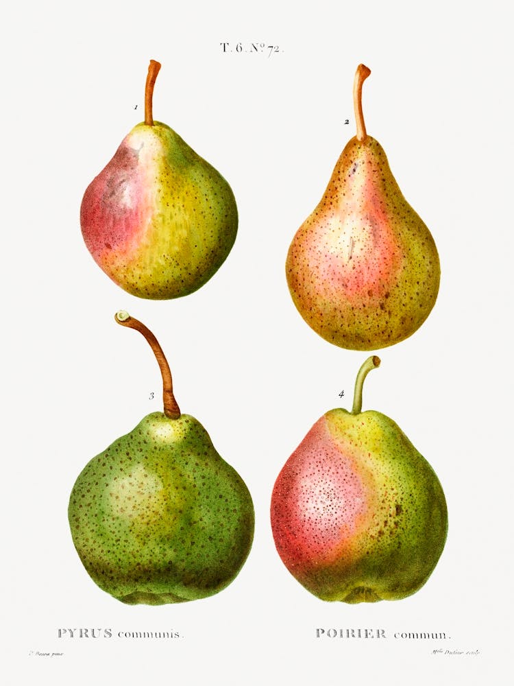 Pear, Pierre Joseph Redoute (2)