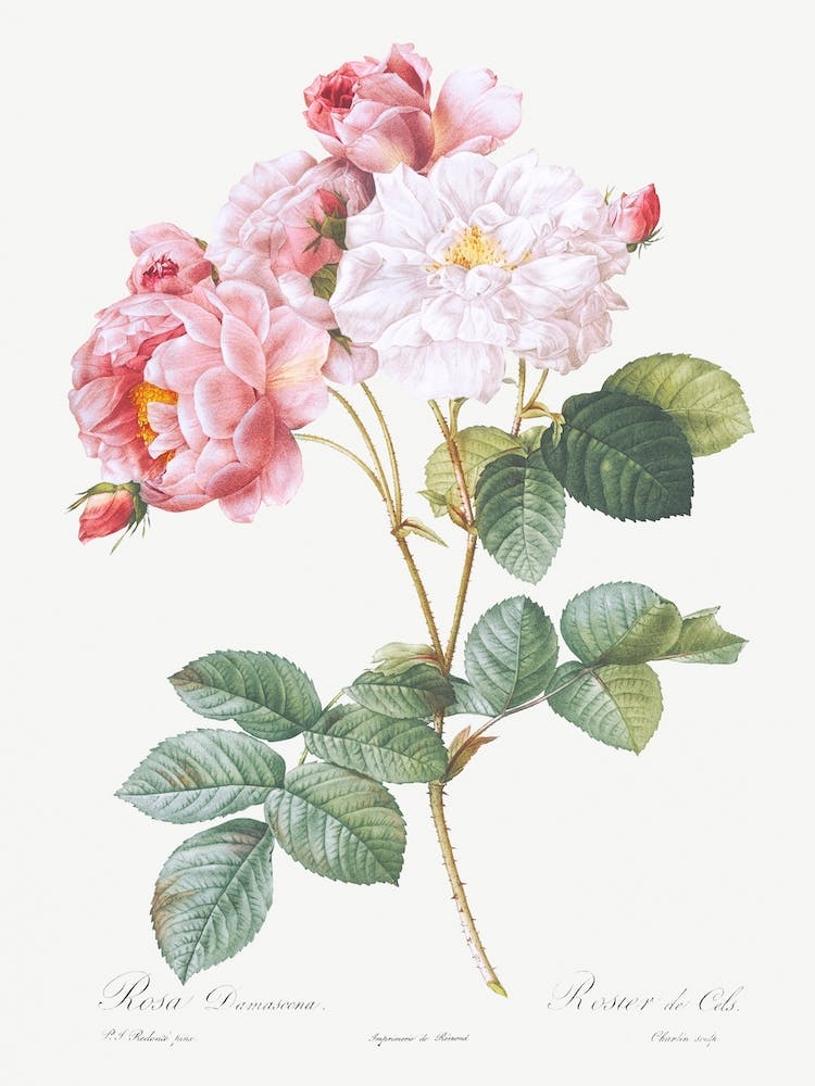 Rosebush From Les Roses, Pierre Joseph Redouté