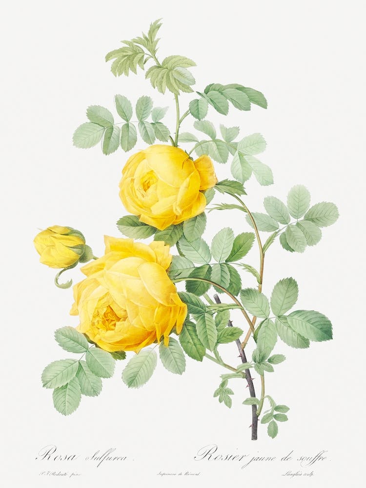 Rosa Hemisphaerica From Les Roses, Pierre Joseph Redouté