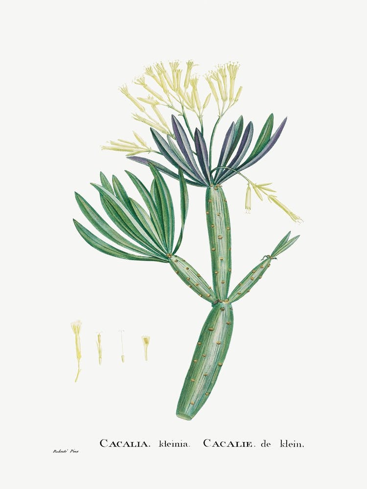 Cacalia Kleinia, Pierre Joseph Redoute