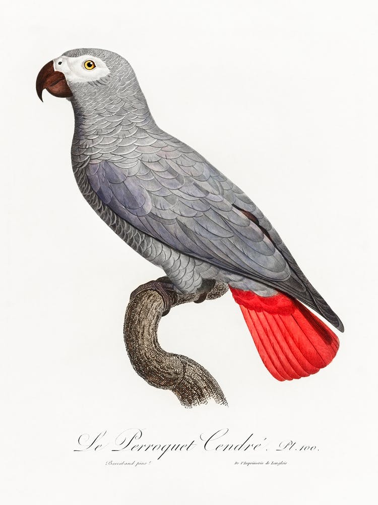 The Grey Parrot From Natural History Of Parrots, Francois Levaillant 2