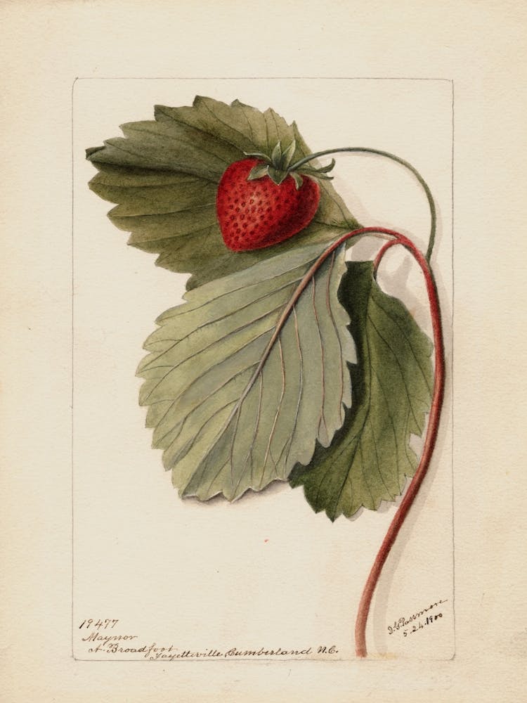 Strawberry 1