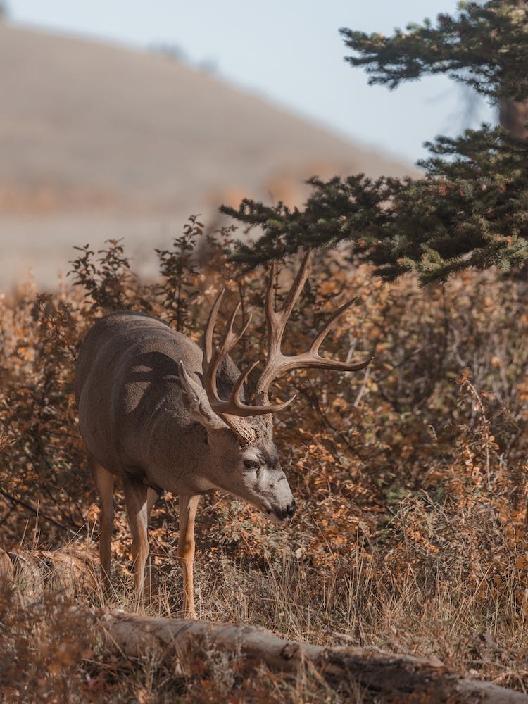 Autumn Deer Scenery