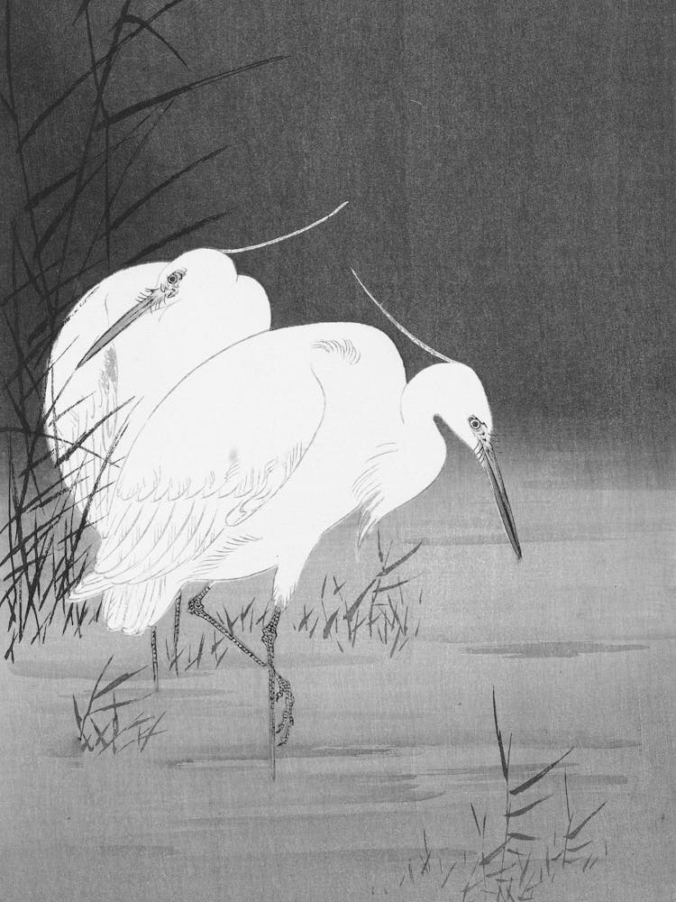 Egrets