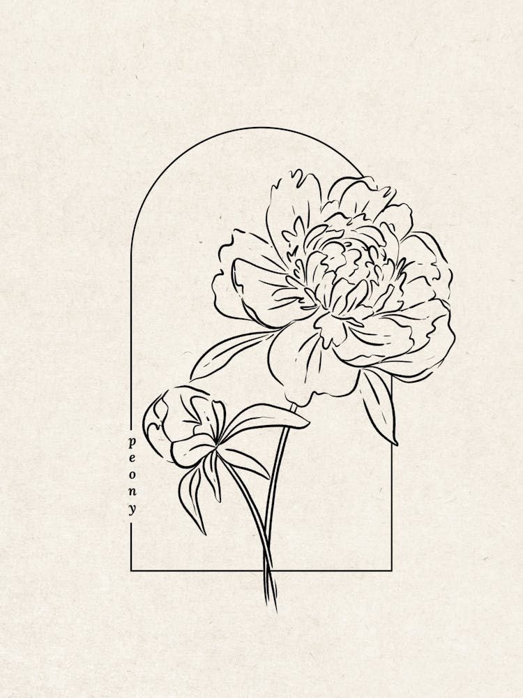 Peony Flower