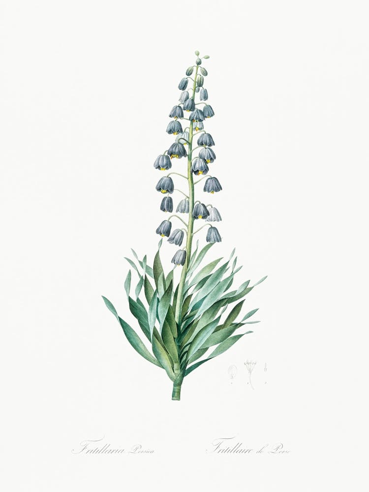 Persian Lily Illustration From Les Liliacées (1805), Pierre Joseph Redoute