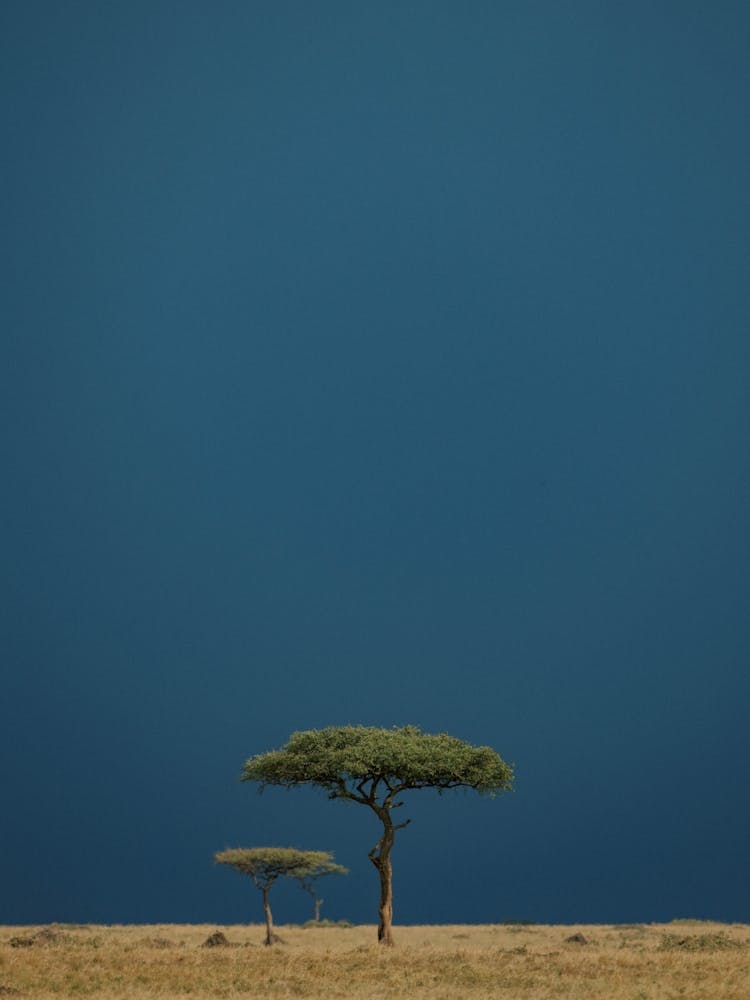 Acacia Tree Before the Storm in Masai Mara Kenya