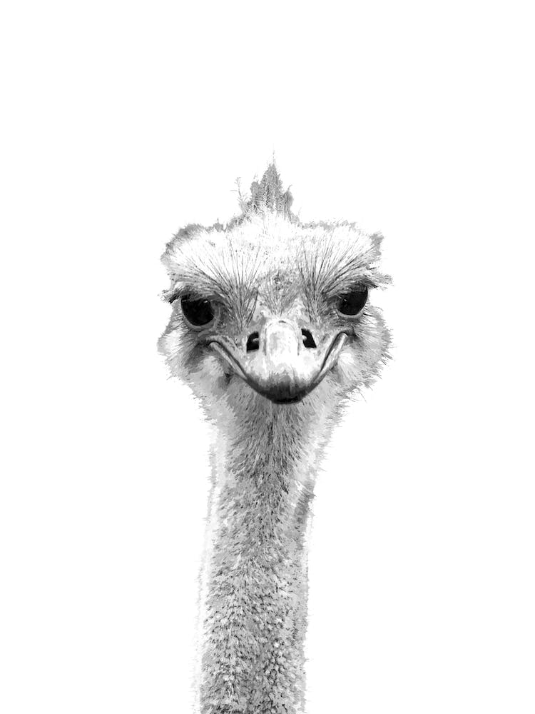 Black and White Ostrich Illustration