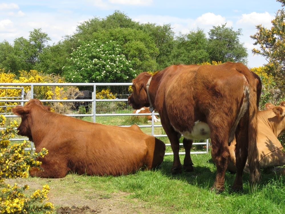 Three Cows In A Field  Scotland Gate Yellow Flowers