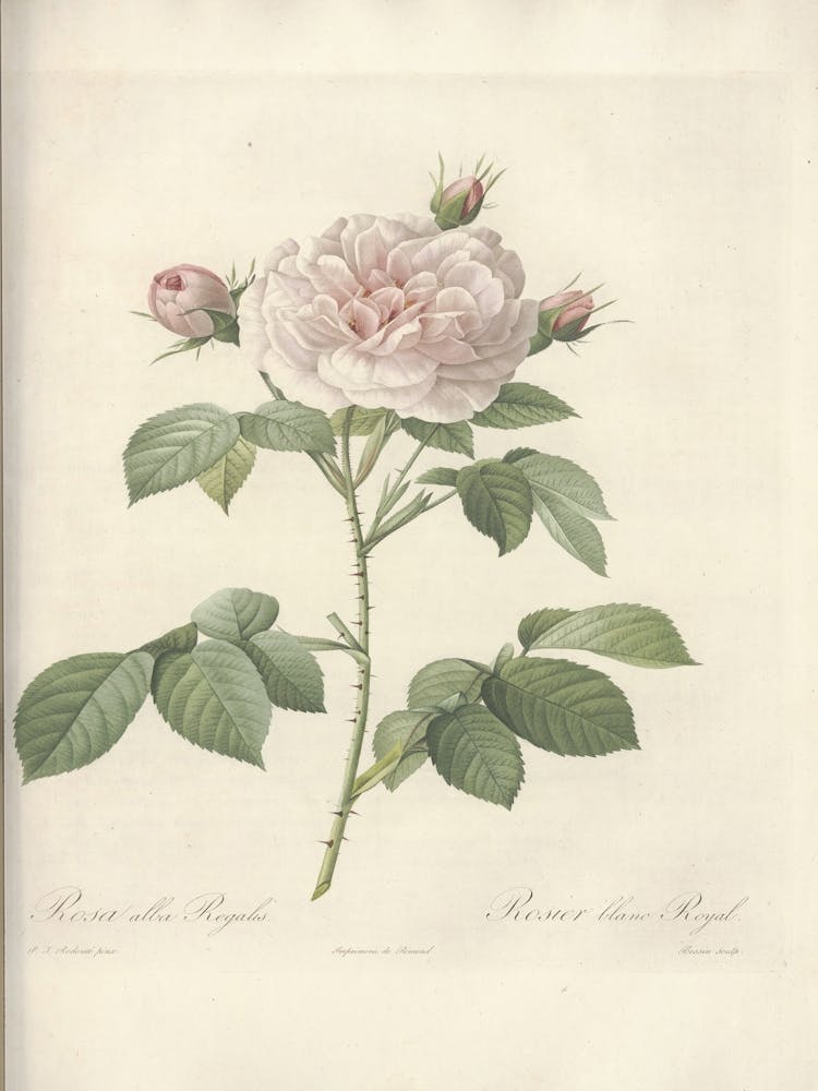 Rose Illustration, Pierre Joseph Redoute(101)