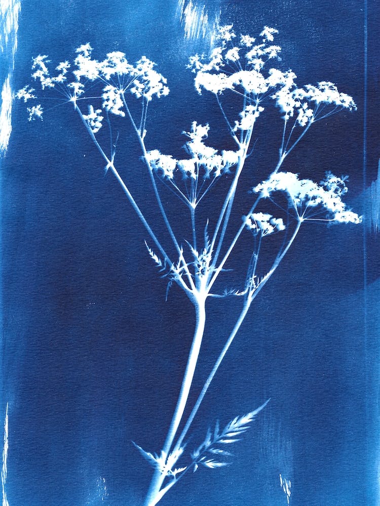 Cyanotype Wild Flower