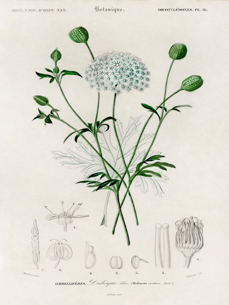 Didiscus Caeruleus, Charles Dessalines D'Orbigny