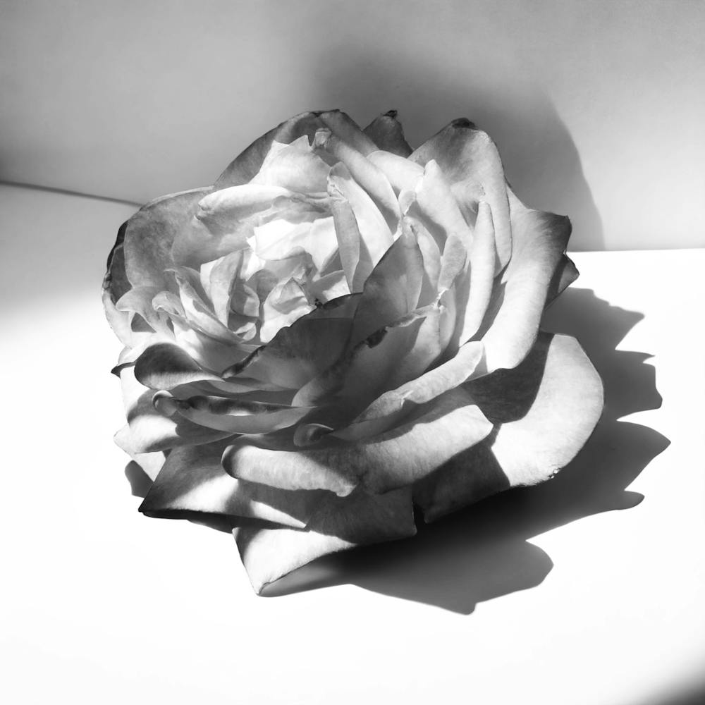 Black and White Rose
