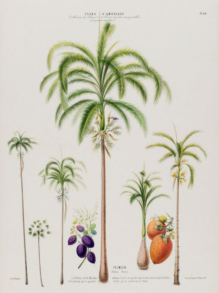 Palm Trees