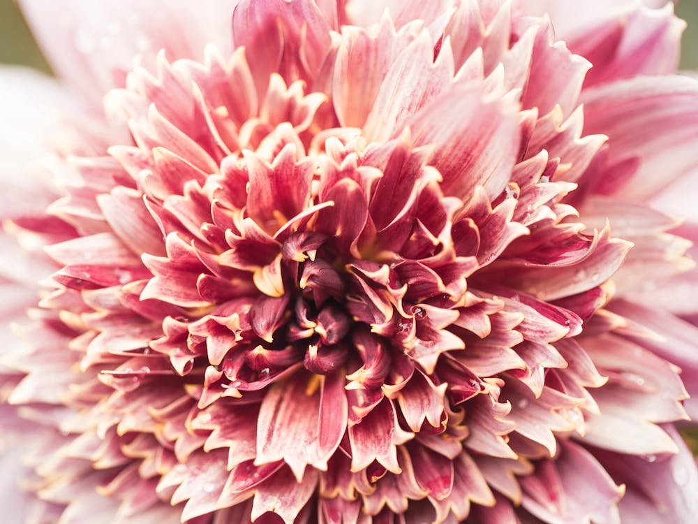 Dahlia 6