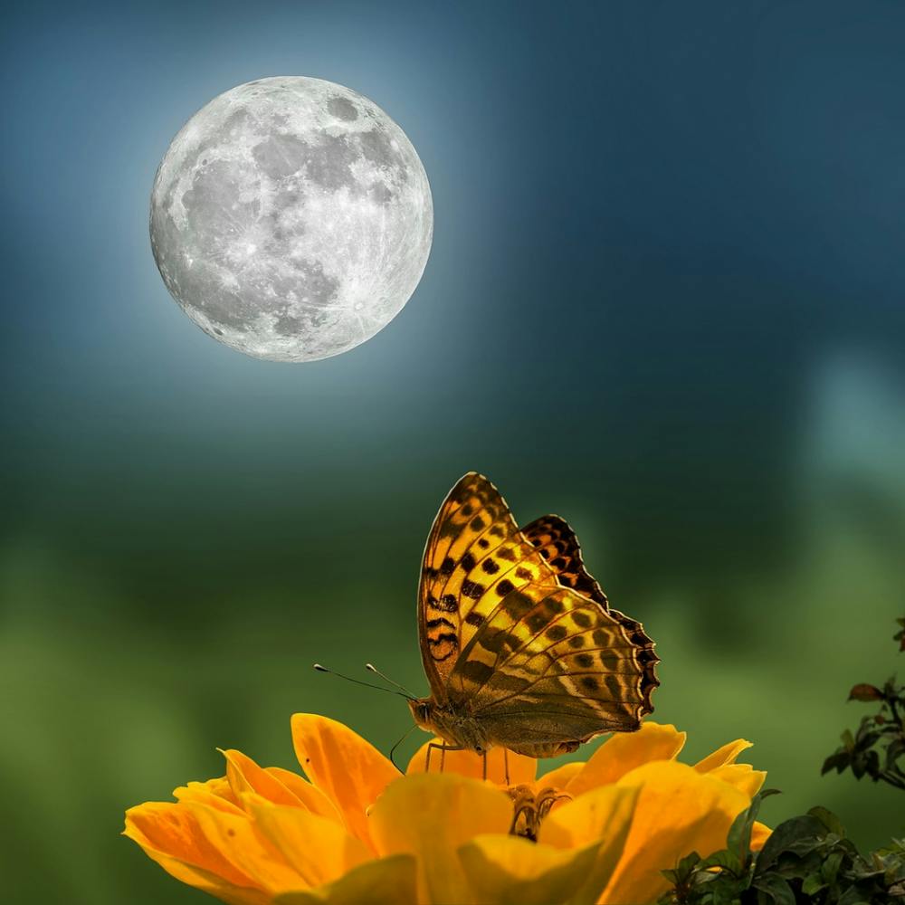 Butterfly On A Flower