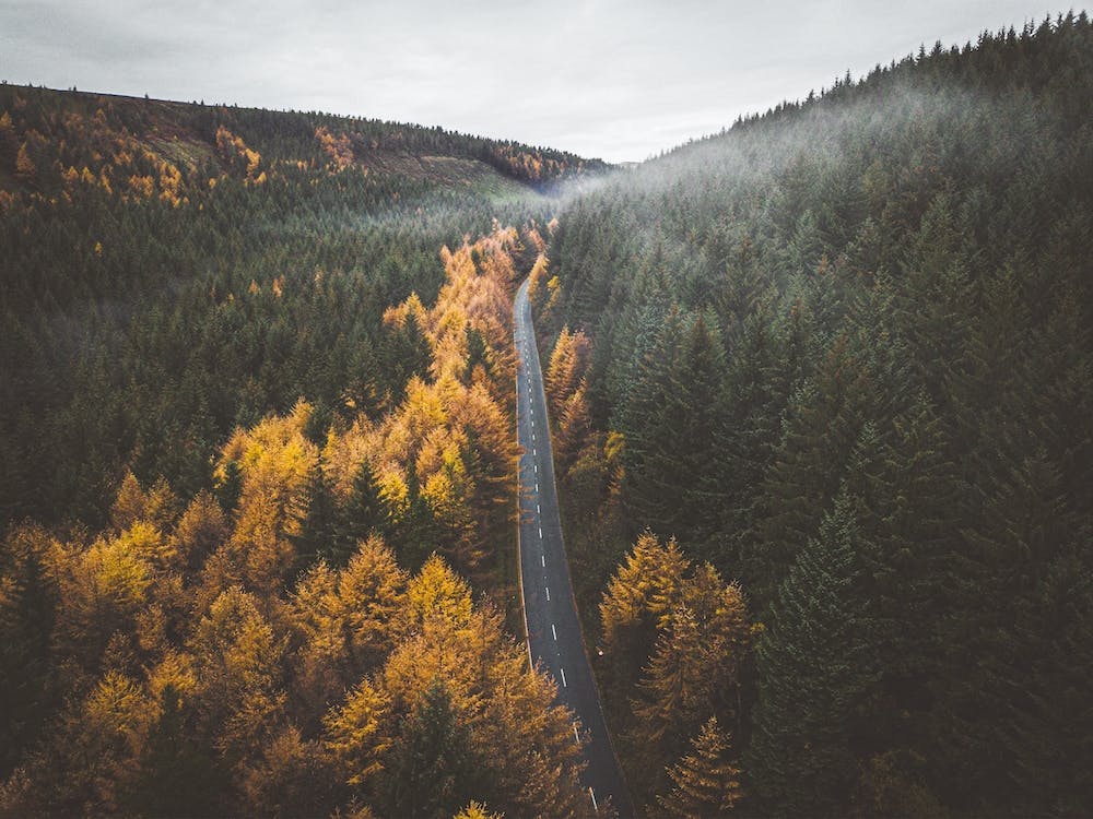 New England Forest Road