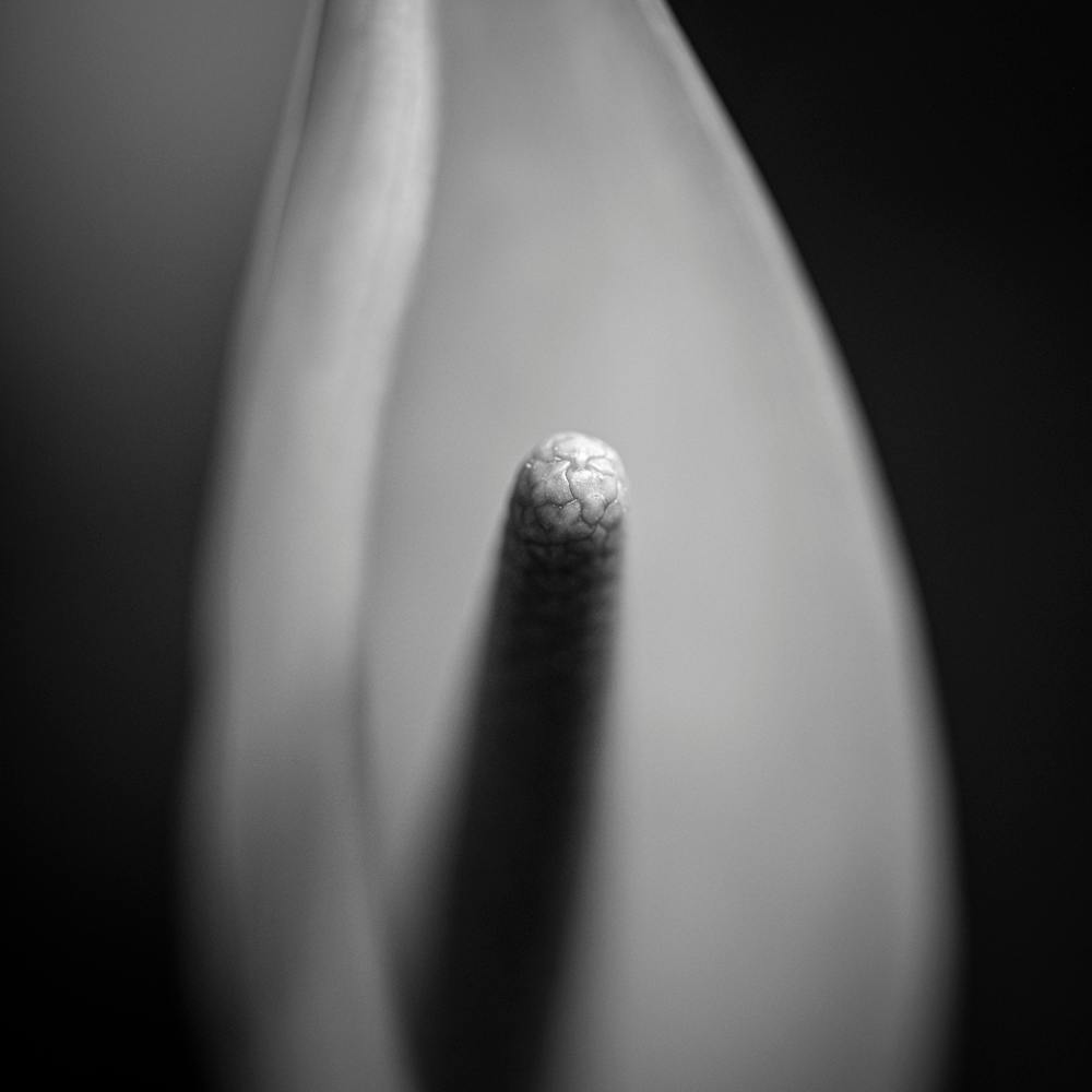 the impression bw square