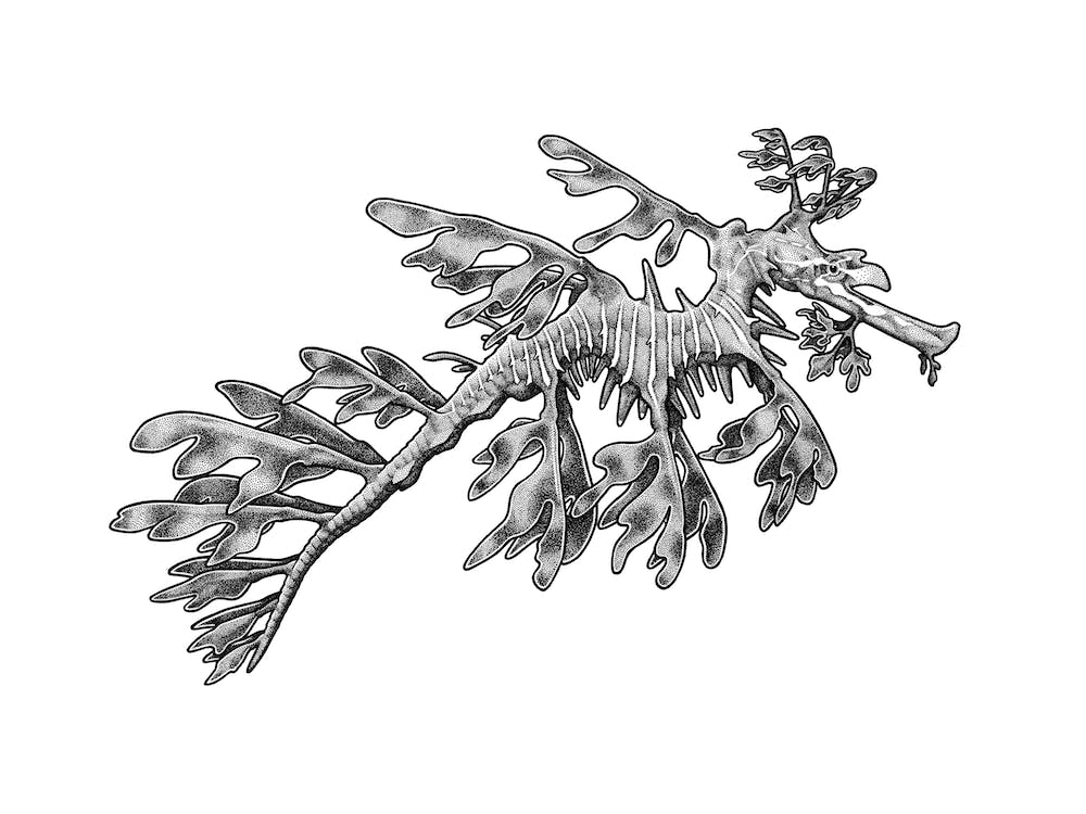 Leafy Sea Dragon