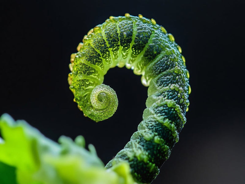 Fern Macro