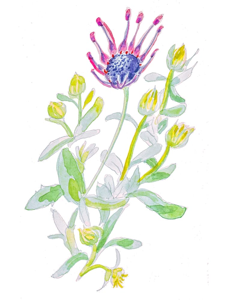 African Daisy Painting
