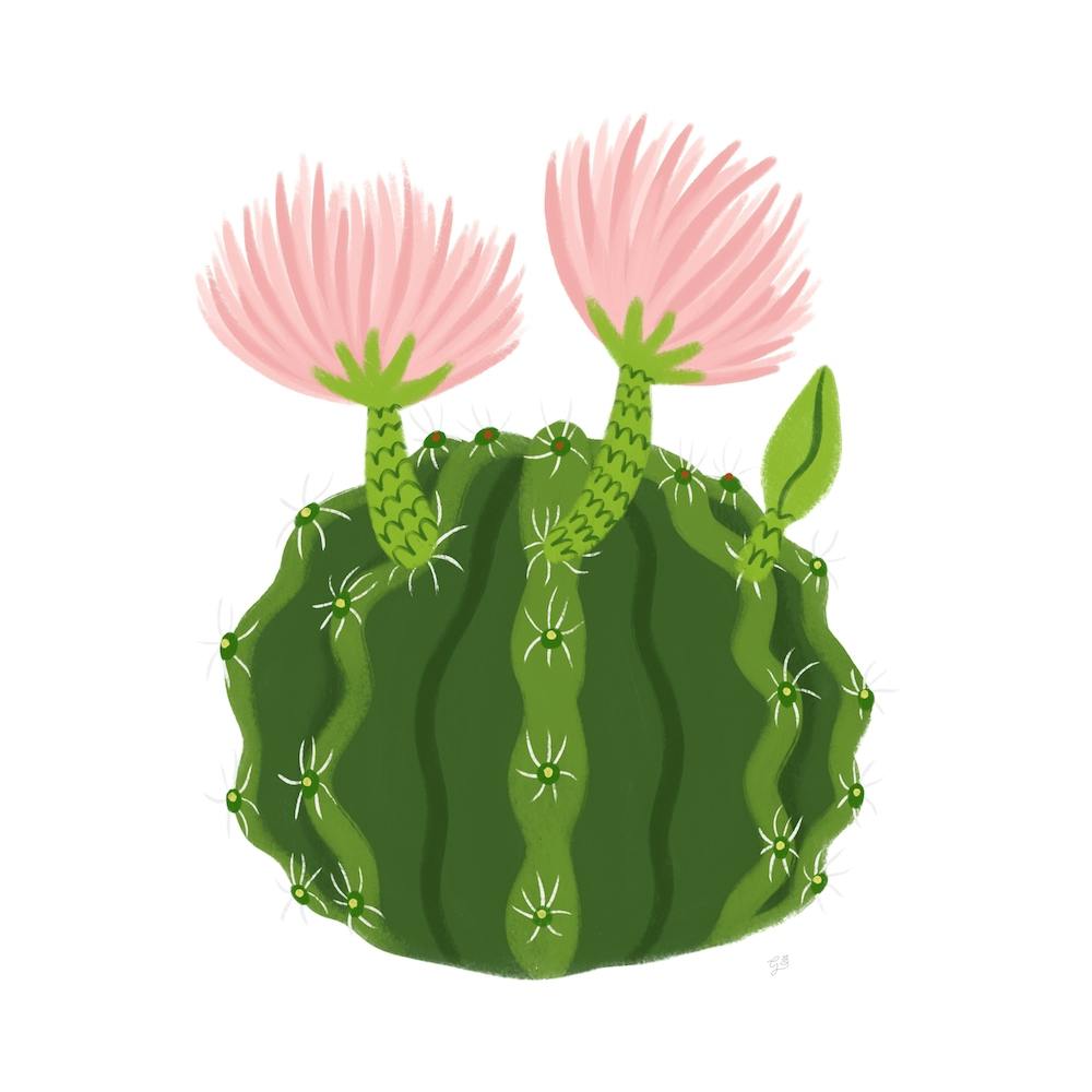 Cactus Flowers Square