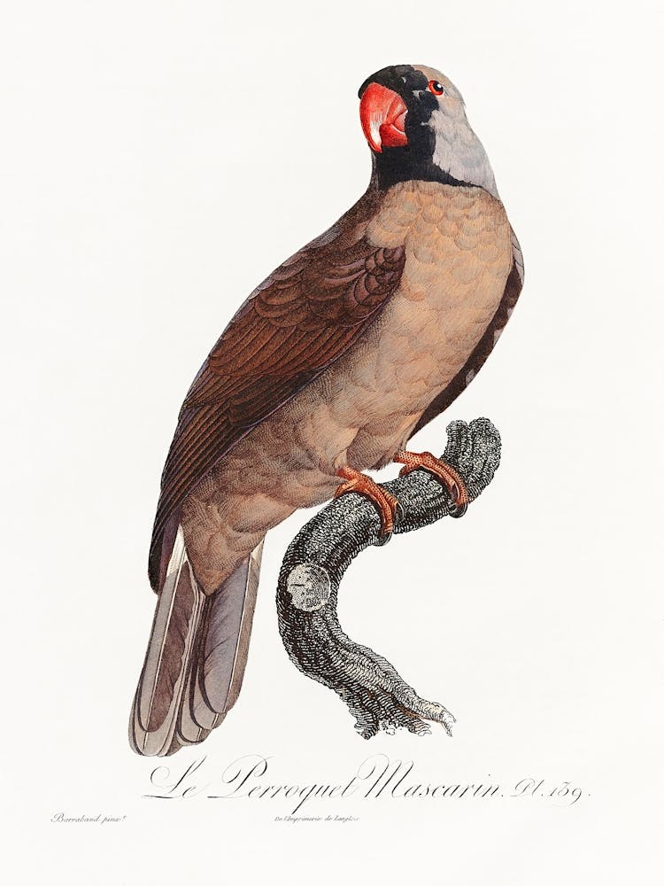 Mascarine Parrot From Natural History Of Parrots, Francois Levaillant
