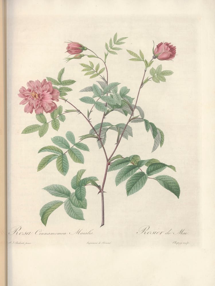Rose Illustration, Pierre Joseph Redoute (96)