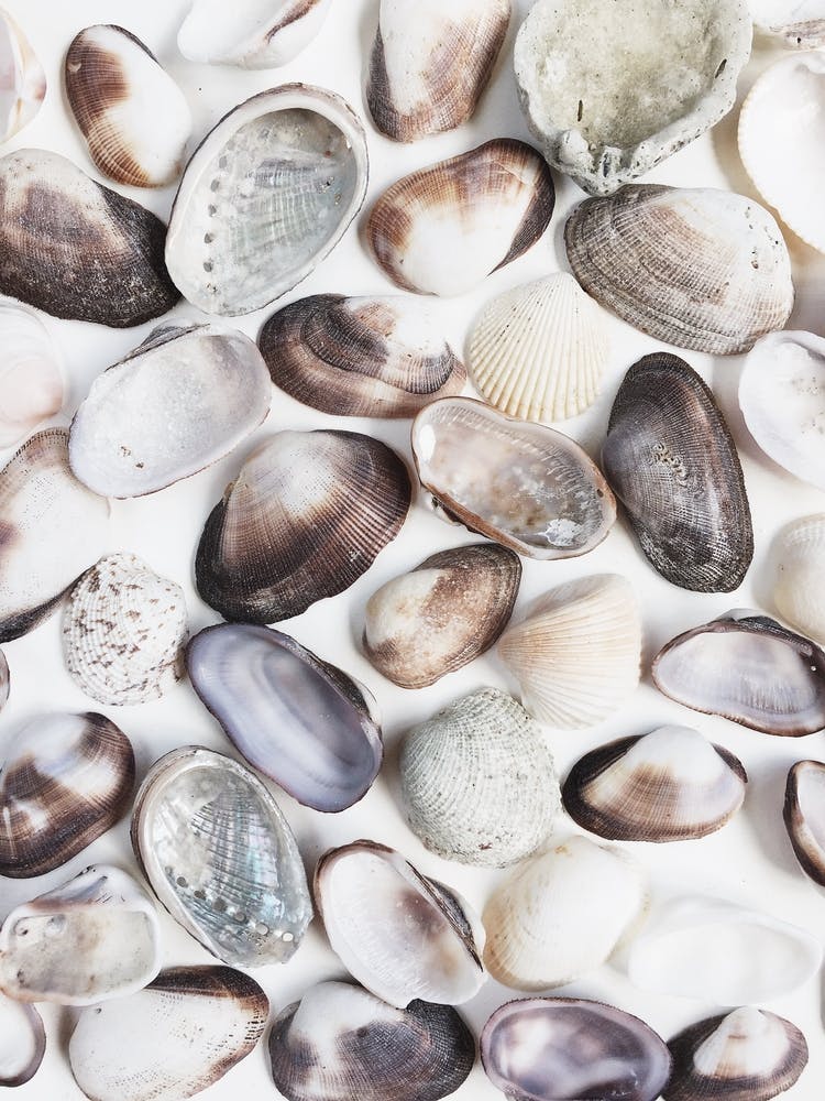 Shells On White Background