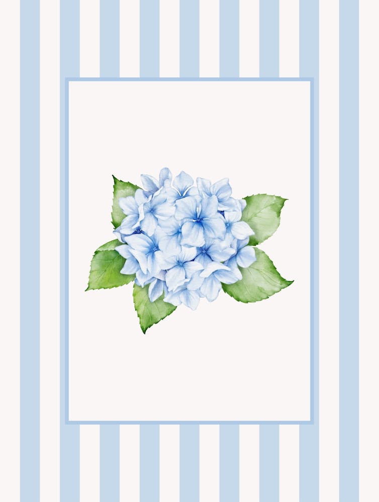 Blue Hydrangea 2
