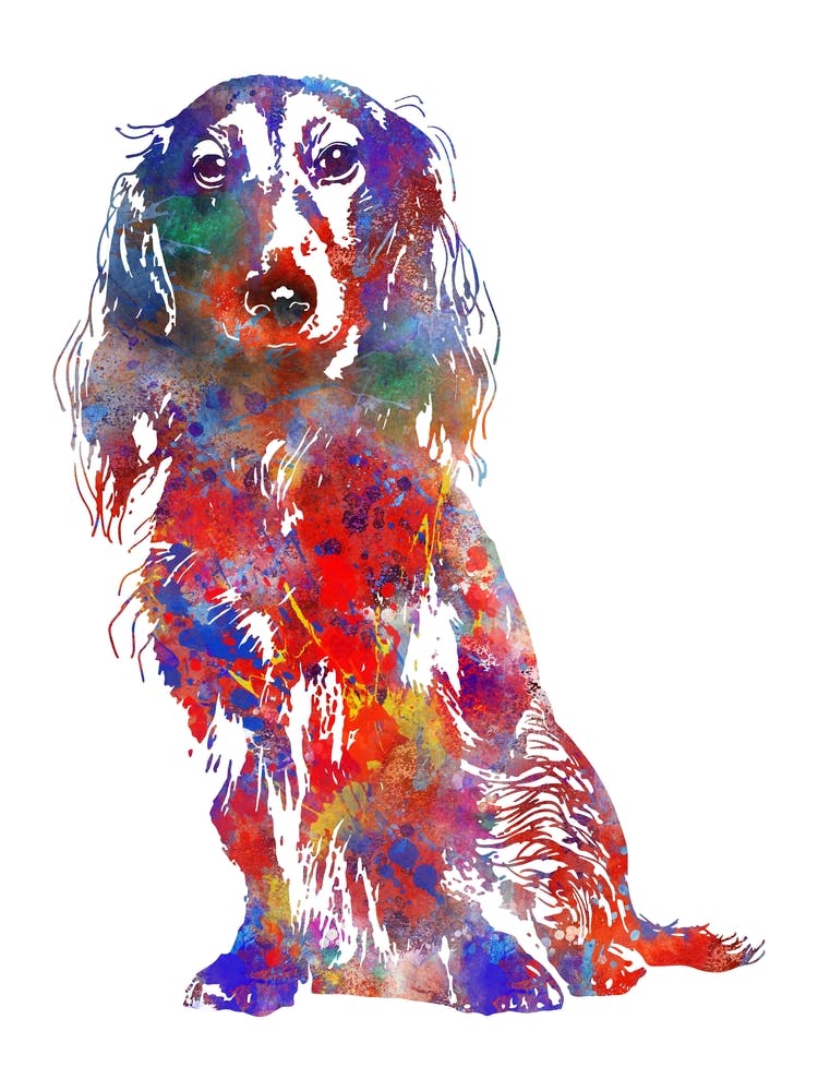 Langhaar Dackel Aquarell