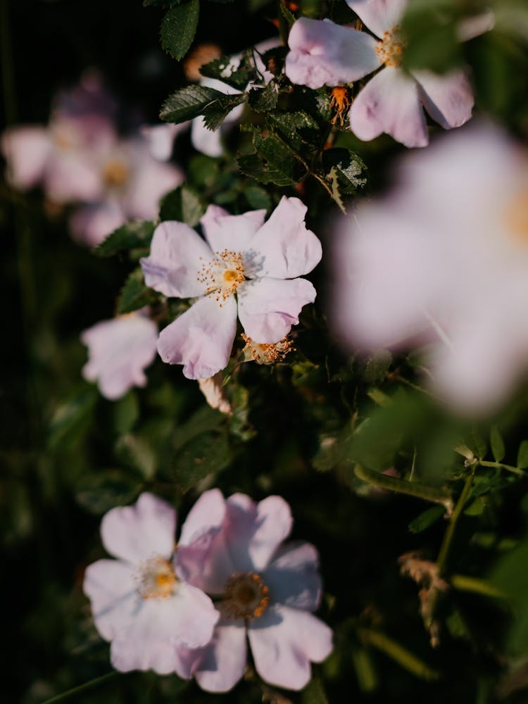 Schöne Blumen, die im Frühling blühen, Niederlande 2