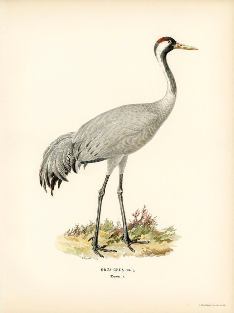 Common Crane (Grus Grus), The Von Wright Brothers