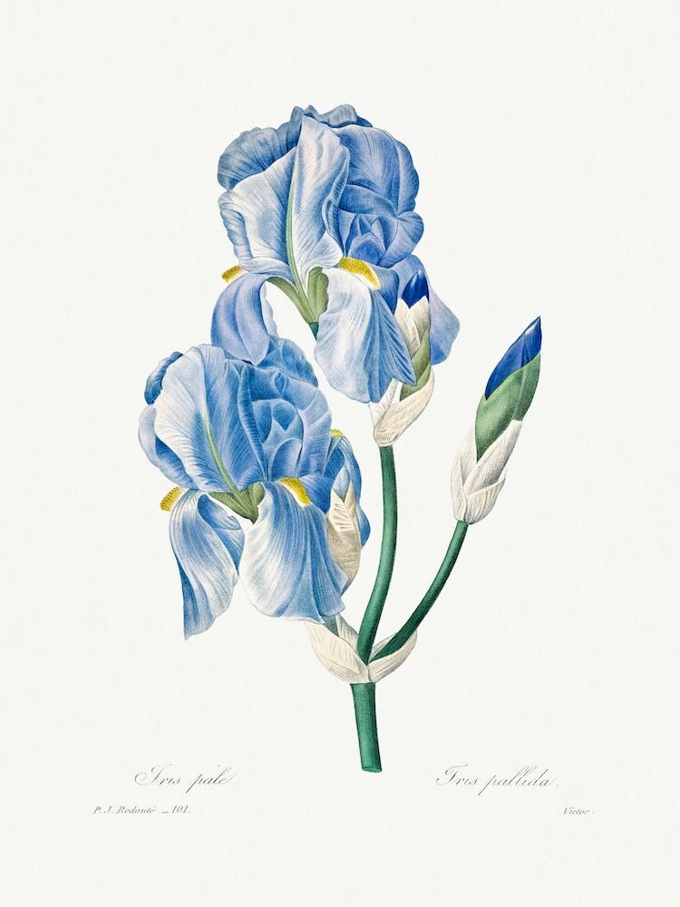Iris Pallida, Pierre Joseph Redouté