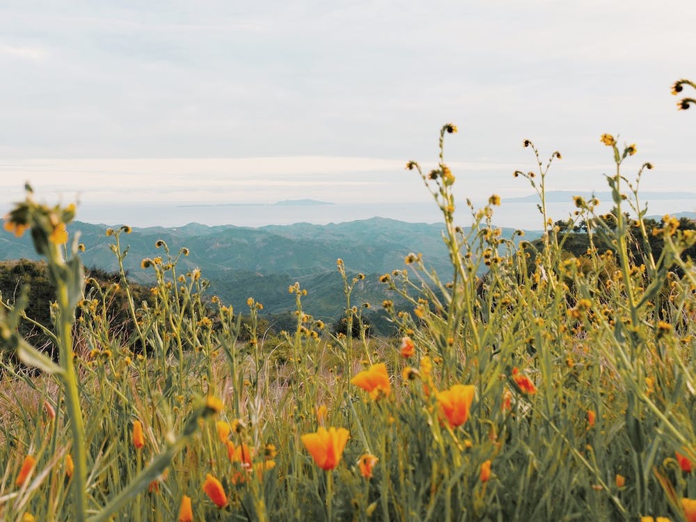 Poppy Flower Field