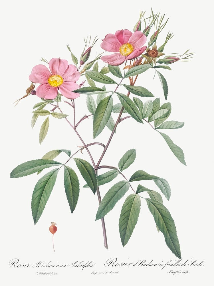 Swamp Rose, Pierre Joseph Redoute
